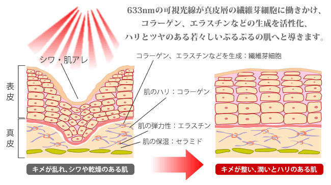 コラーゲンライトのメカニズム
